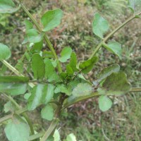 Nasturtium officinale W.T.Aiton